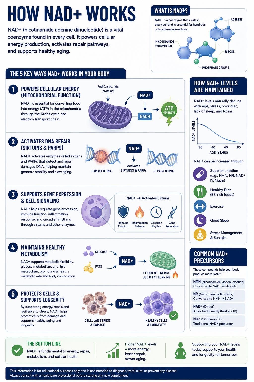 NAD+ cellular energy infographic from Radiant Vials